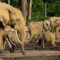 Waldelefanten auf der Dzanga-Bai © Carlos Drews / WWF