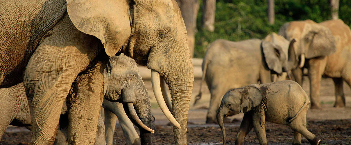 Waldelefanten auf der Dzanga-Bai © Carlos Drews / WWF