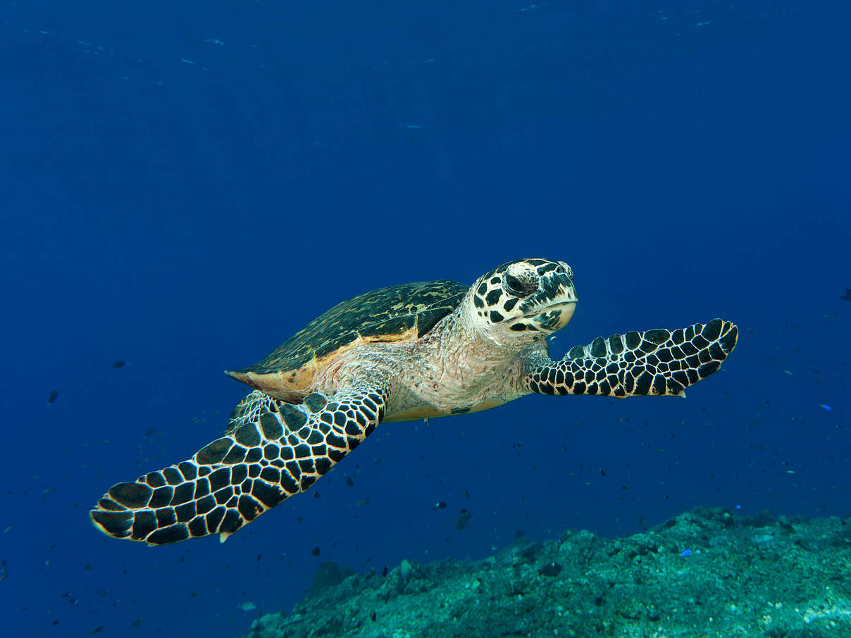 Echte Karettschildkröte © Jürgen Freund / WWF