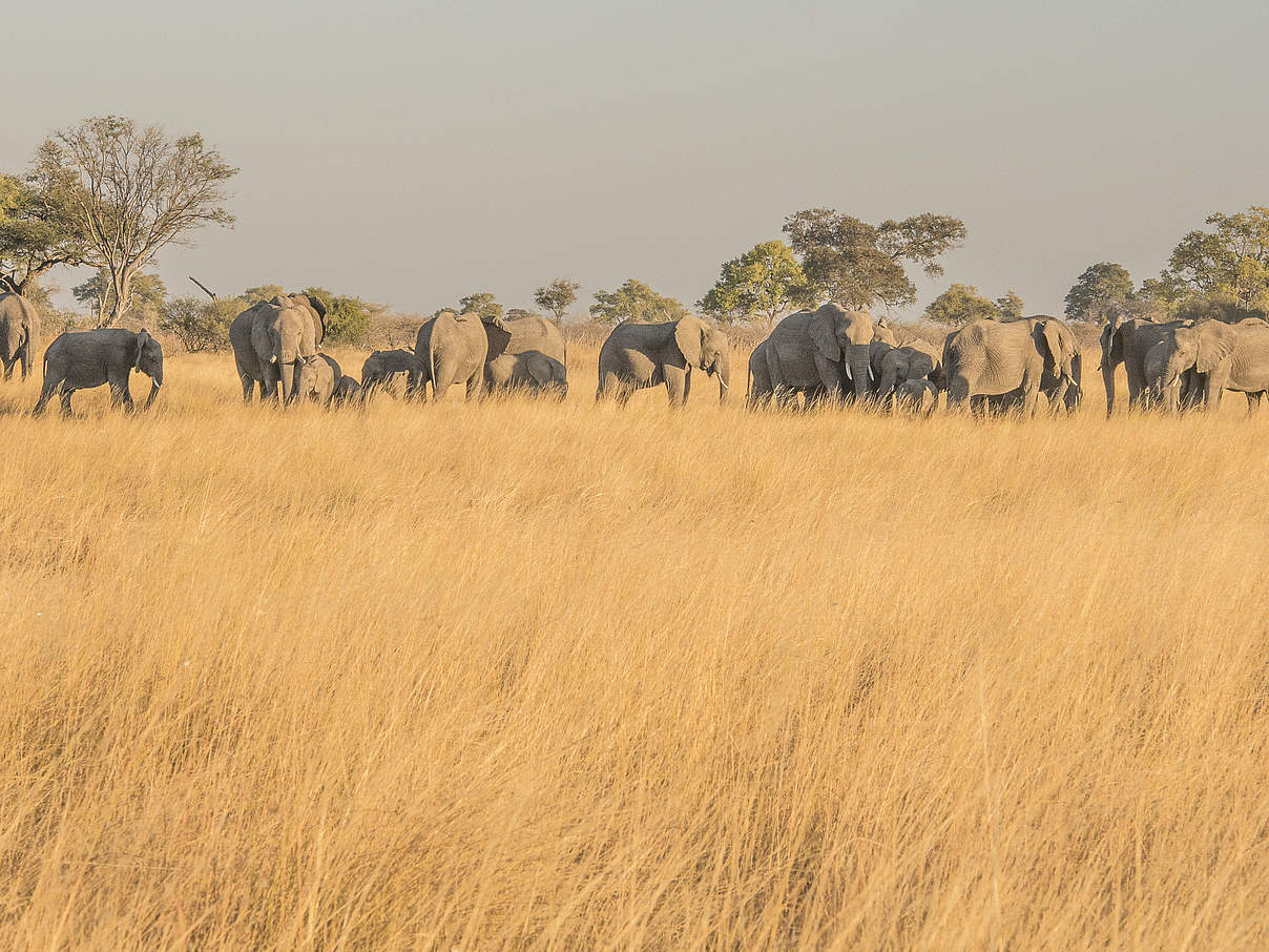 Eine Elefantenherde in Namibia © Patrick Bentley / WWF-US