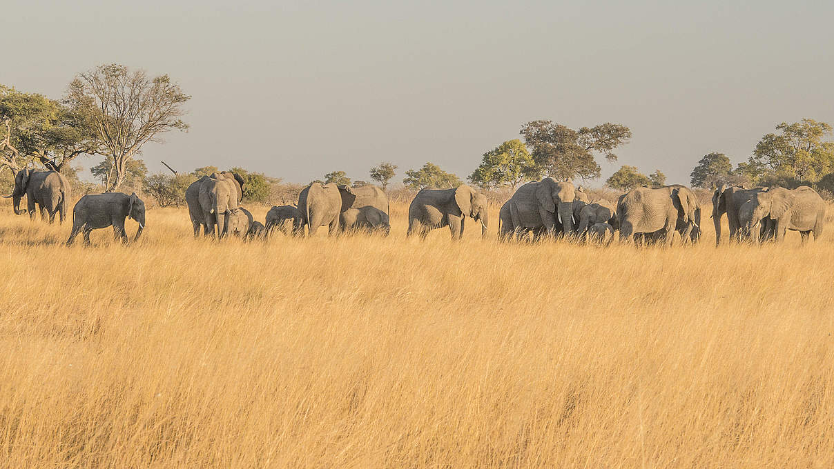 Eine Elefantenherde in Namibia © Patrick Bentley / WWF-US
