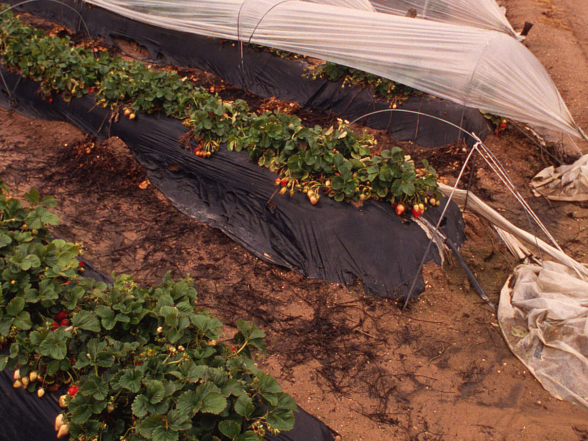Erdbeer-Anbau in Spanien © Michel Gunther / WWF