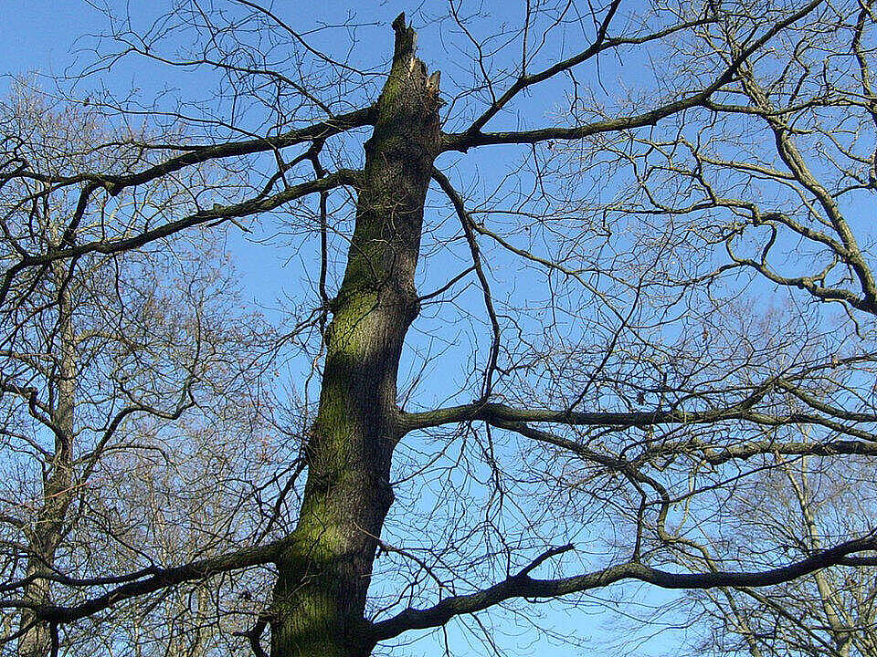 Foto von Carl aus dem Park in Dessau