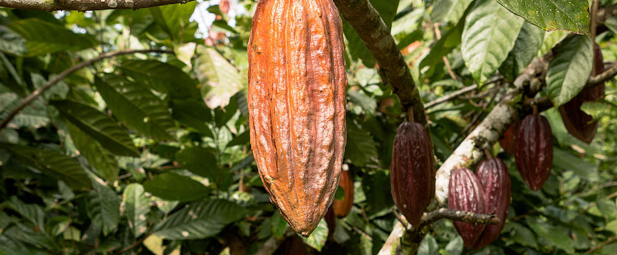 Kakaofrucht am Baum © Alejandro Janeta / WWF Ecuador