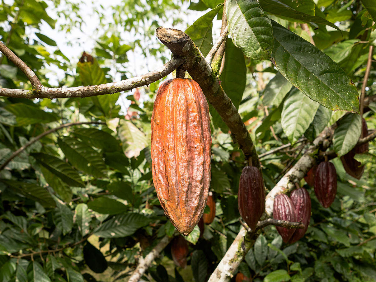Kakaofrucht am Baum © Alejandro Janeta / WWF Ecuador