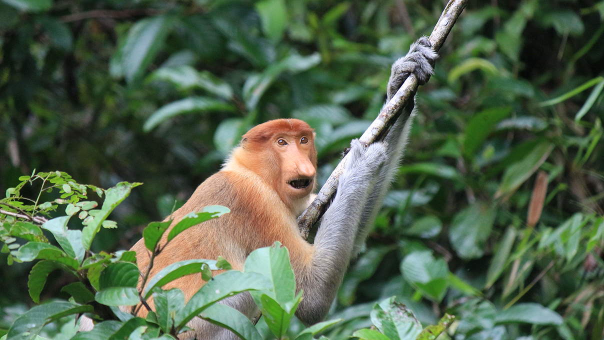 Nasenaffe in Sabah / Borneo © Philip Li