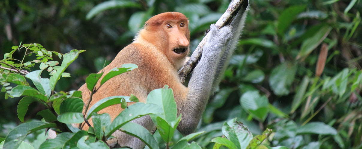 Nasenaffe in Sabah / Borneo © Philip Li