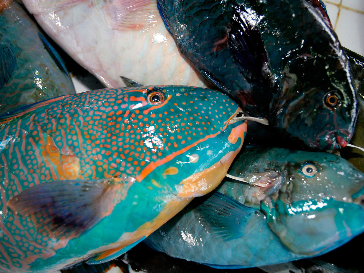 Papageifisch zum Verkauf © Brent Stirton / Getty Images