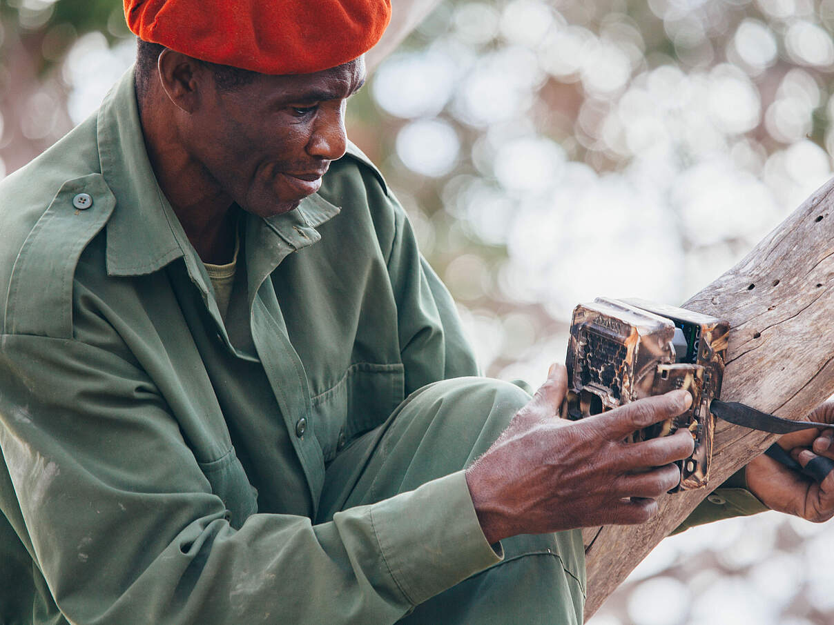 Ein Ranger befestigt eine Kamerafalle an einem Baum