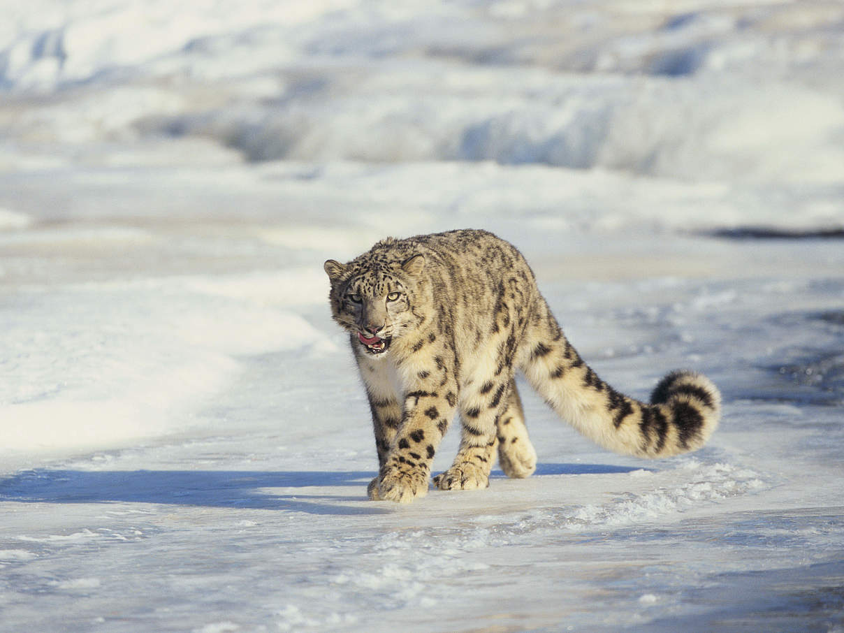 Schneeleopard © Thinkstock / iStock / Getty Images