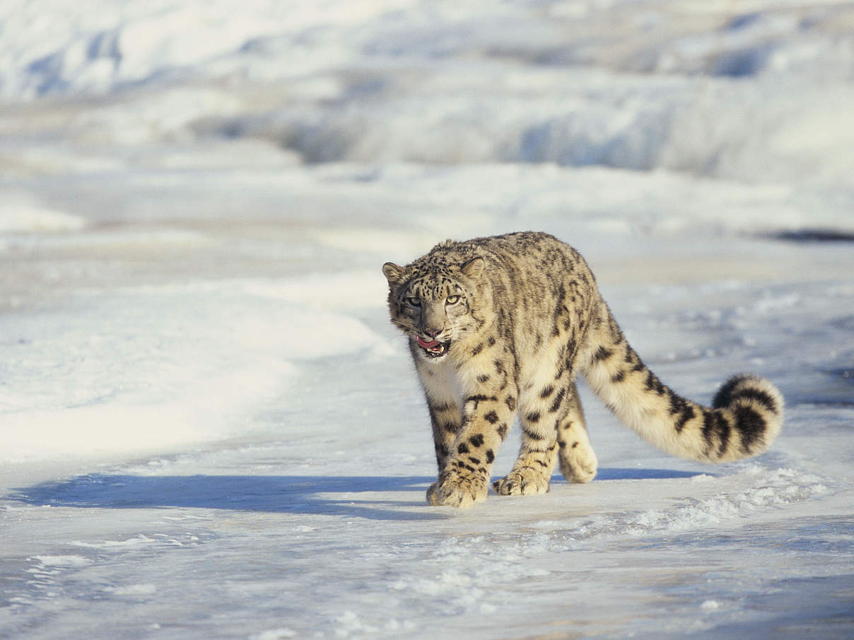 Schneeleopard © Thinkstock / iStock / Getty Images