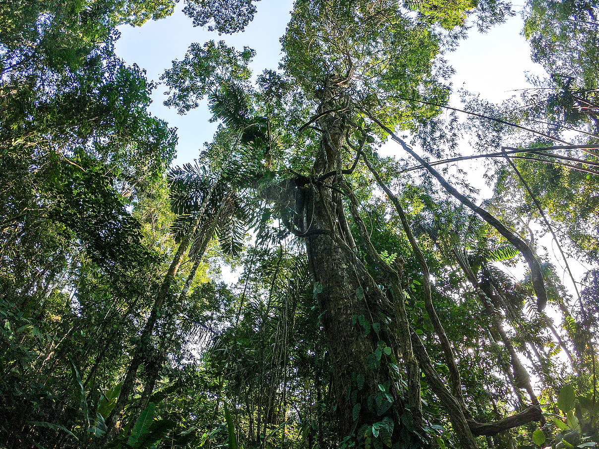 Urwald, La Uribe, Kolumbien © Giovanny Pulido