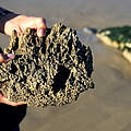 Angespültes Stück aus einem Sandkorallenriff © Hans-Ulrich Rösner / WWF