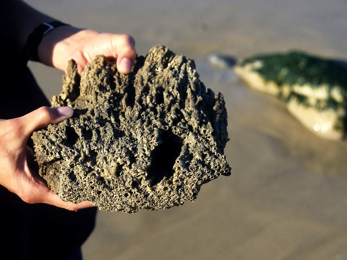 Angespültes Stück aus einem Sandkorallenriff © Hans-Ulrich Rösner / WWF