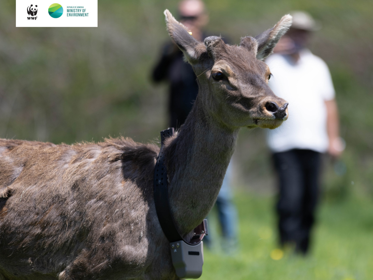 Maral-Auswilderung 2025 © WWF Armenien / Umweltministerium Armenien