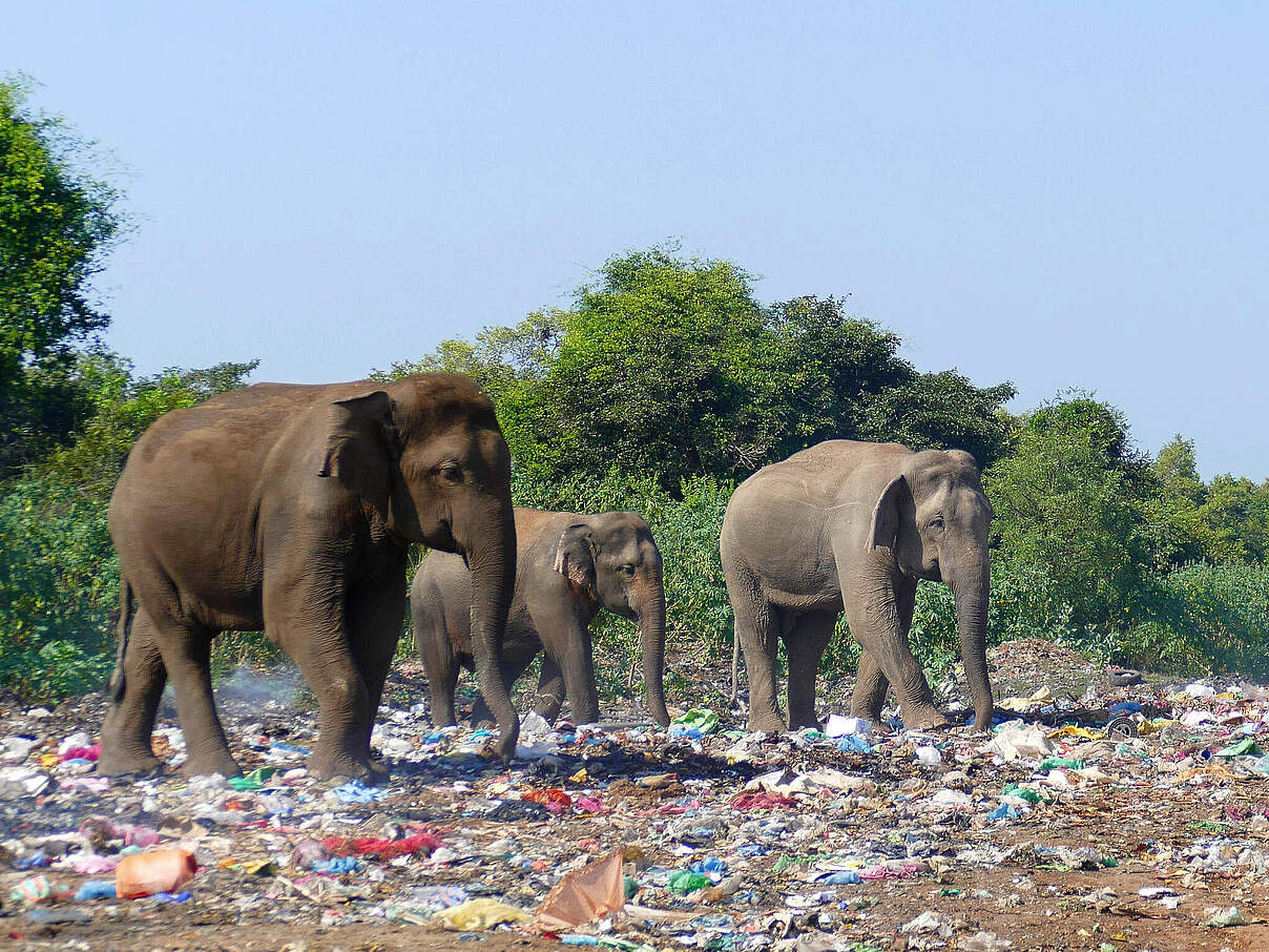 Elefanten auf Mülldeponie Sri Lanka © Ronny Pfeiffer / iStock Getty Images