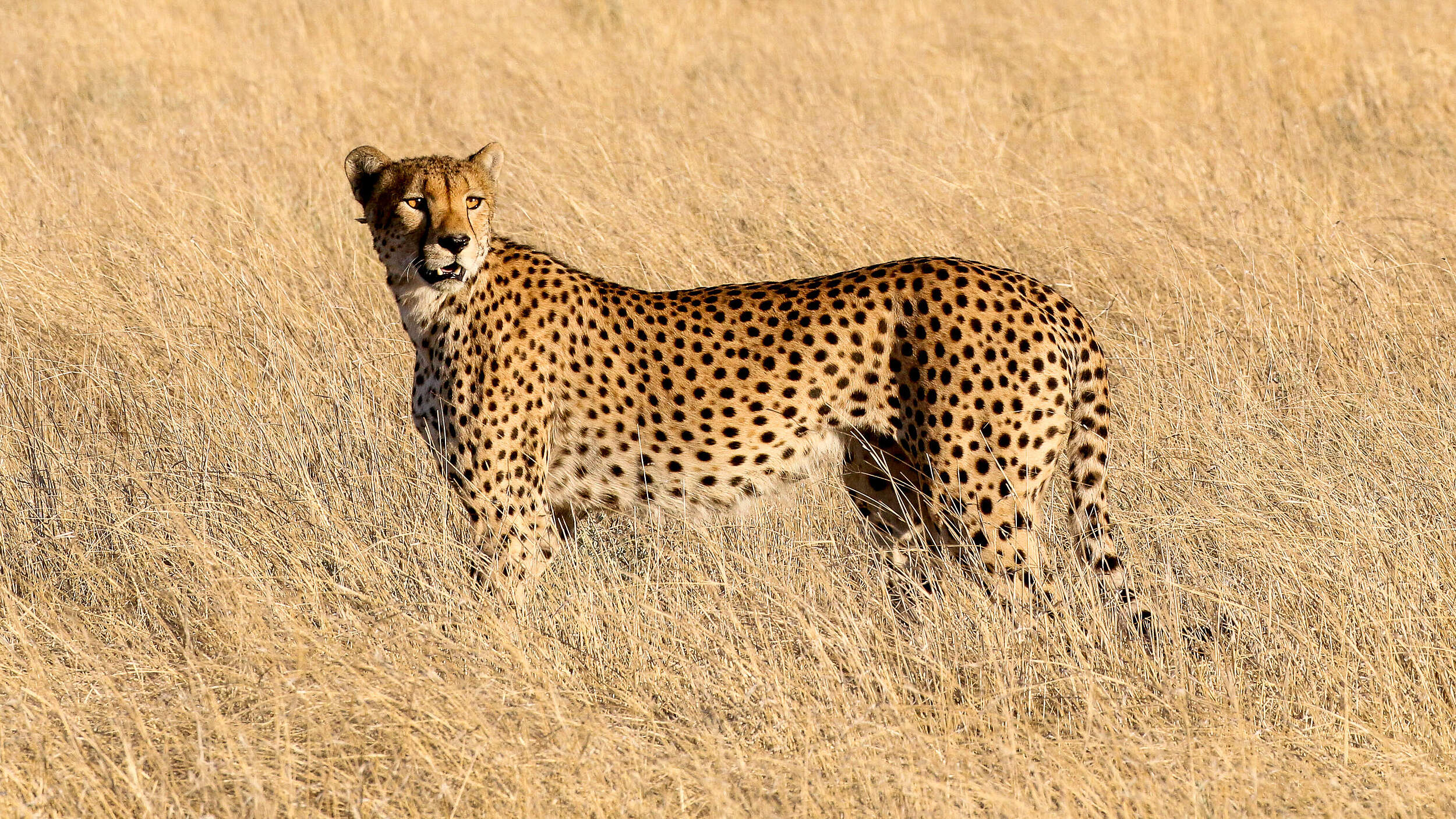 Gepard im Kalahari-Schutzgebiet, Botswana © WWF-US / Jeff Muller