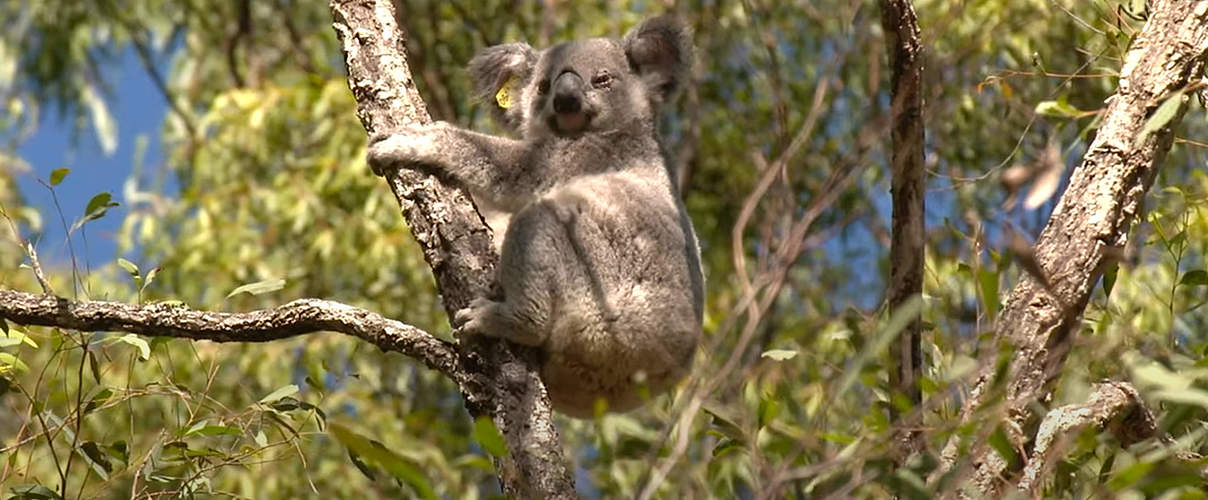 Koala-Weibchen Maryanne © WWF Australien