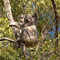 Koala-Weibchen Maryanne © WWF Australien