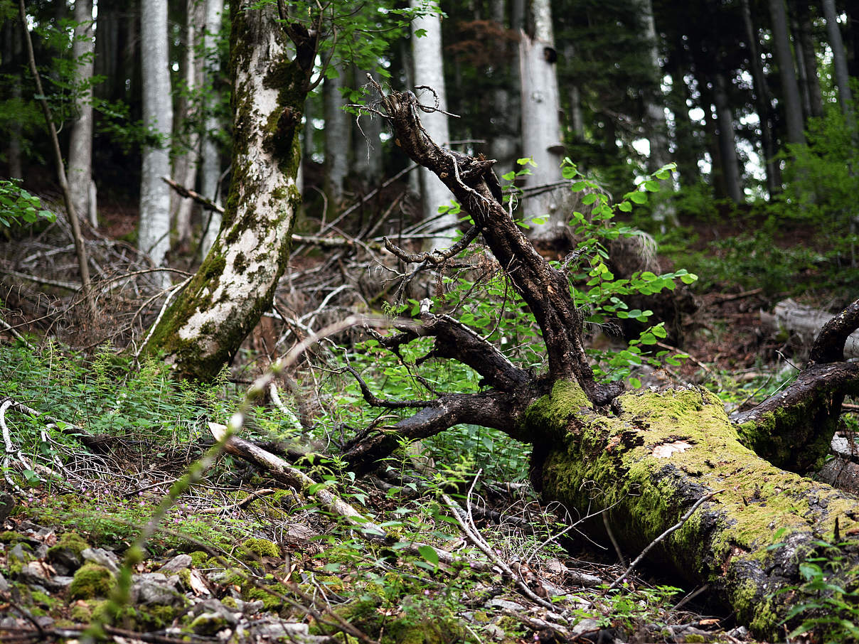 Totholz-Schwarzwald-REK-0281-c-Claudia-Nir-WWF