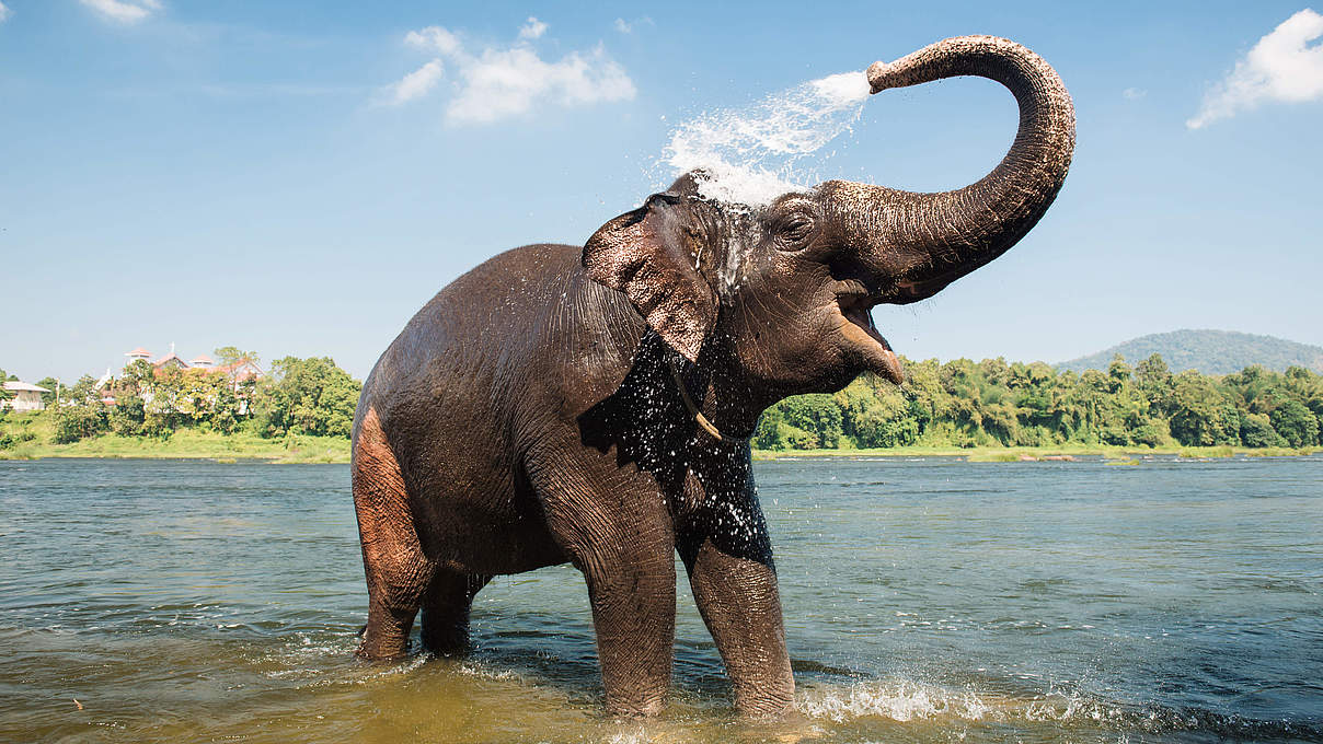 Elefant am Fluss in Kerala / Indien © Gilithuka / iStock / Getty Images