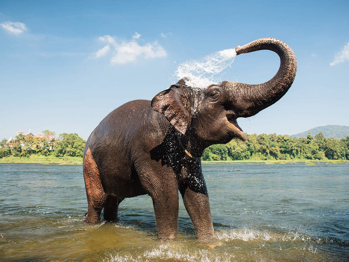 Elefant am Fluss in Kerala / Indien © Gilithuka / iStock / Getty Images