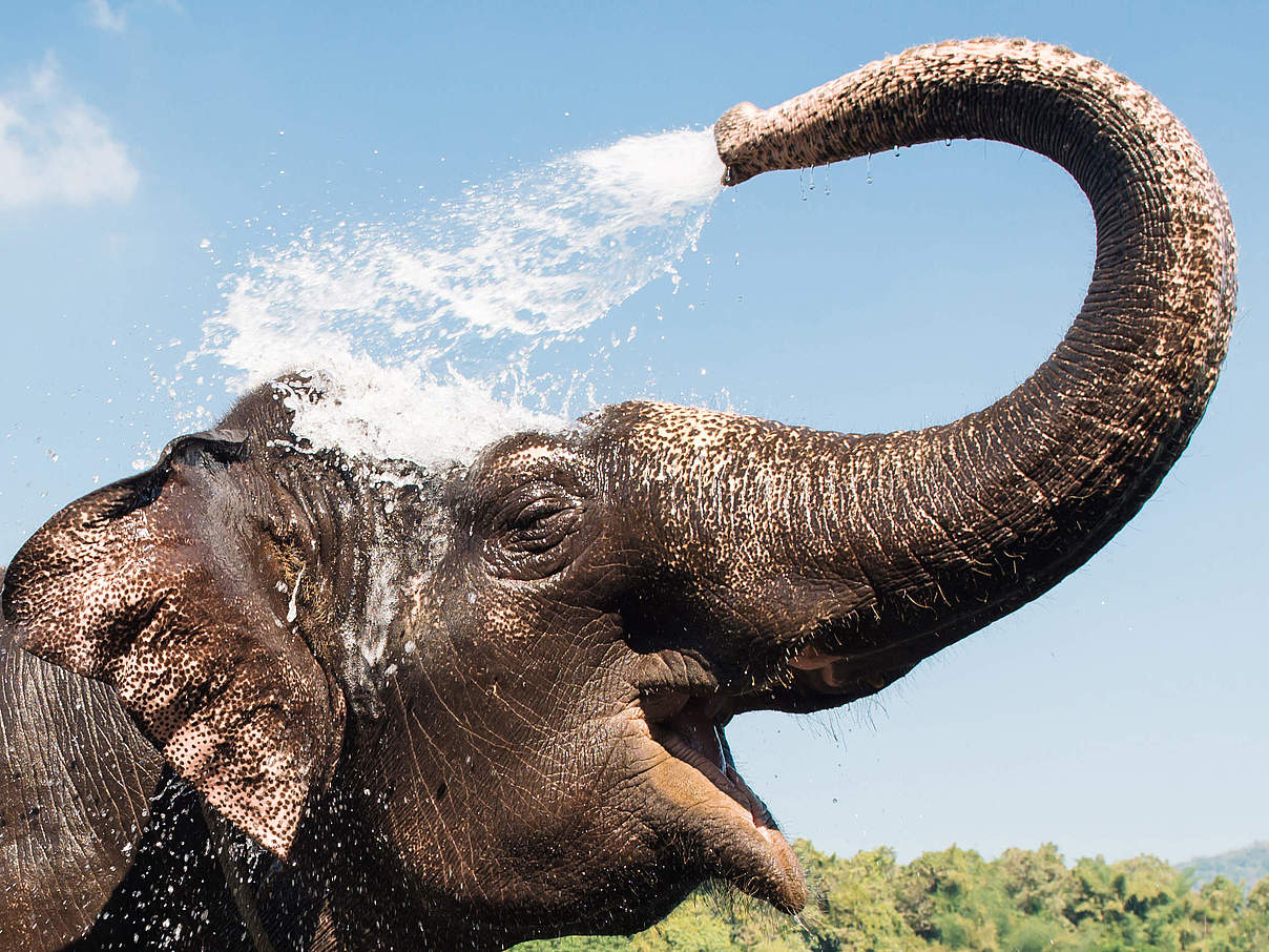 Elefant am Fluss in Kerala / Indien © Gilithuka / iStock / Getty Images