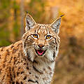 Eurasischer Luchs © Getty Images