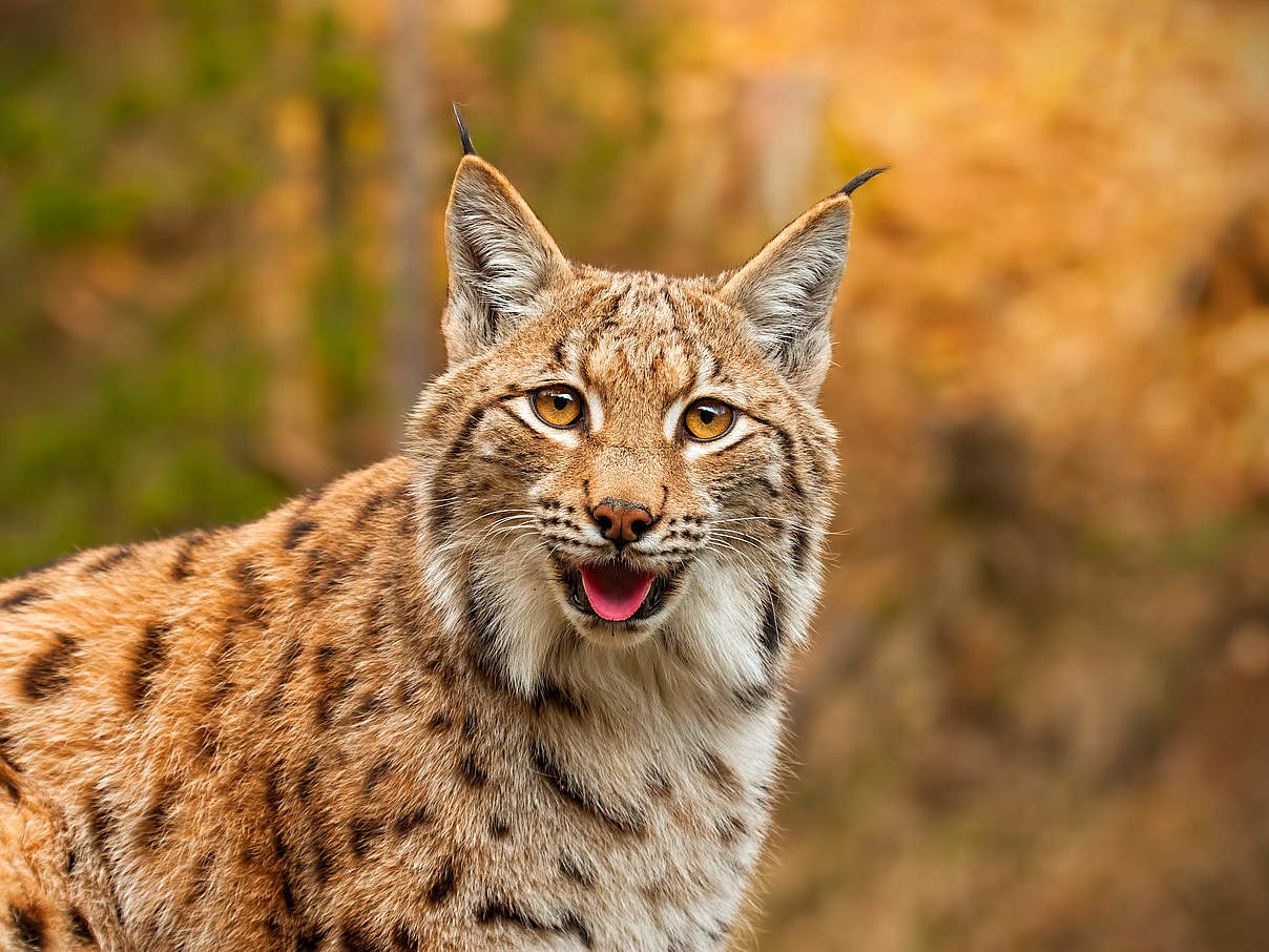 Eurasischer Luchs © Getty Images