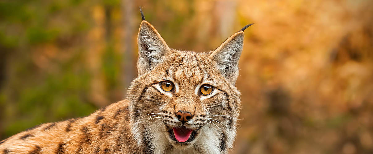 Eurasischer Luchs © Getty Images