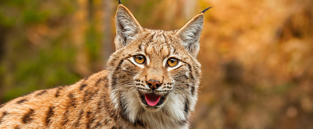 Eurasischer Luchs © Getty Images