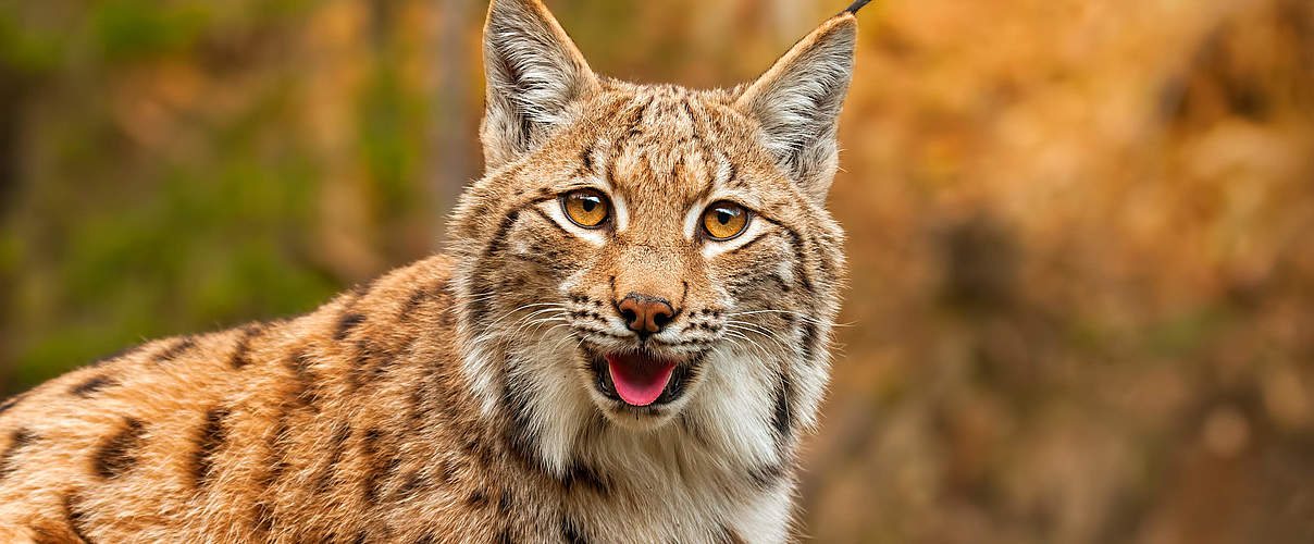 Eurasischer Luchs © Getty Images