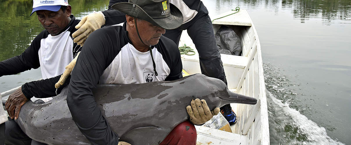 Fang eines Flussdelfins © Adriano Gambarini / WWF-Brazil