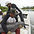 Fang eines Flussdelfins © Adriano Gambarini / WWF-Brazil
