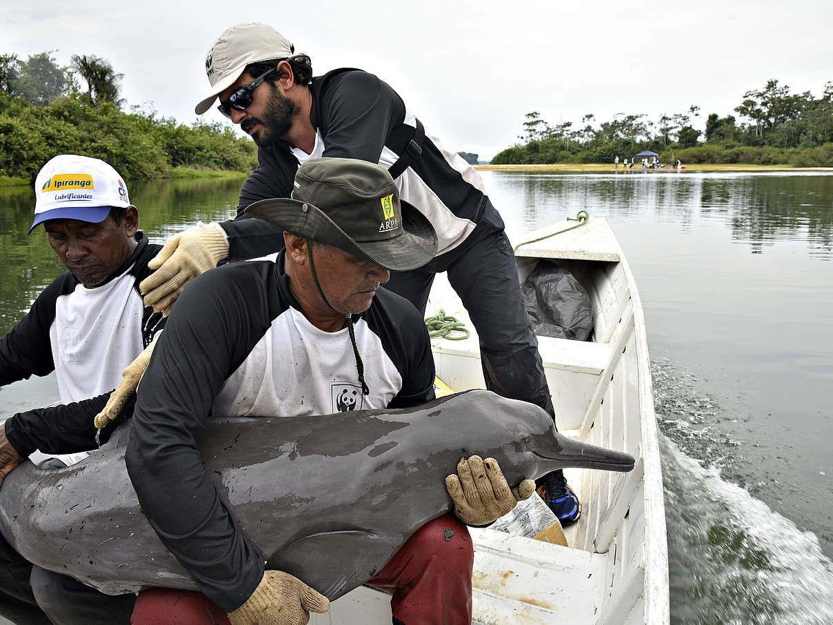 Fang eines Flussdelfins © Adriano Gambarini / WWF-Brazil