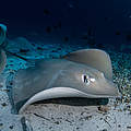 Pink Whipray in den Malediven © Simon Lorenz / WWF-HK 