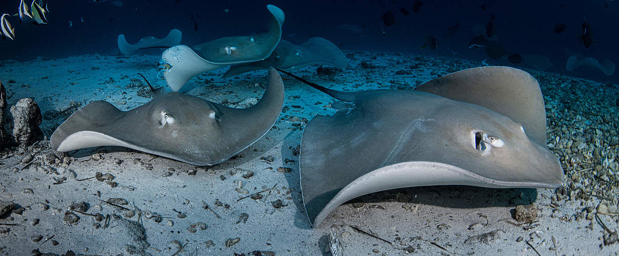 Pink Whipray in den Malediven © Simon Lorenz / WWF-HK 