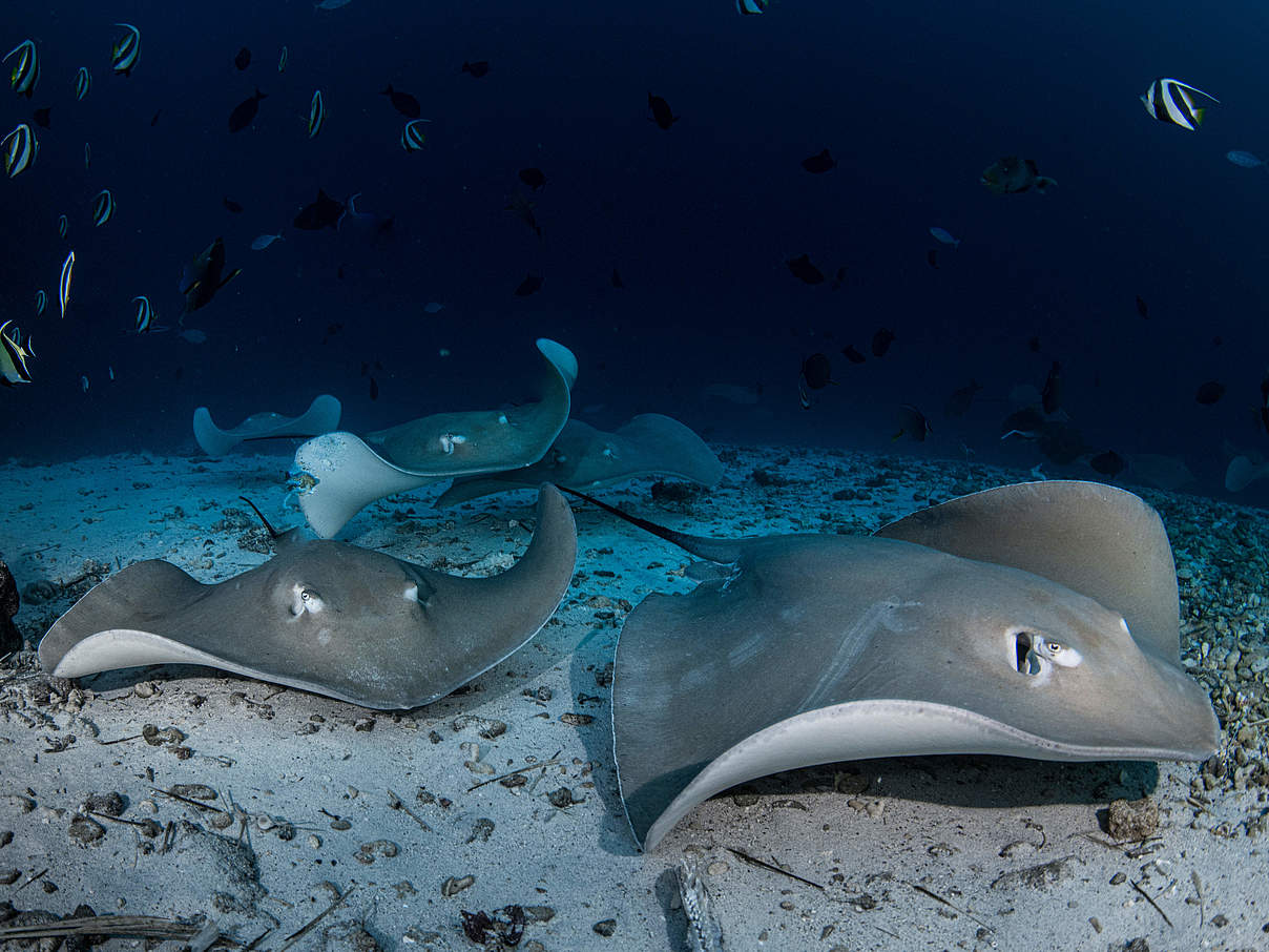 Pink Whipray in den Malediven © Simon Lorenz / WWF-HK 