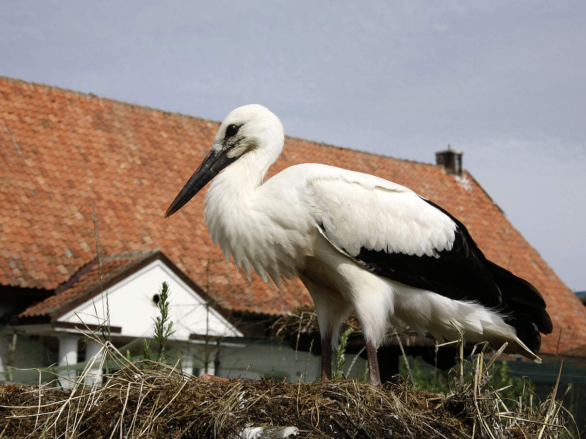 Junger Weißstorch © Hartmut Jungius / WWF