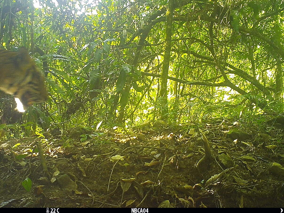 Die erste Tigersichtung in Myanmar seit 2018 © Naga Biodiversity Conservation Association