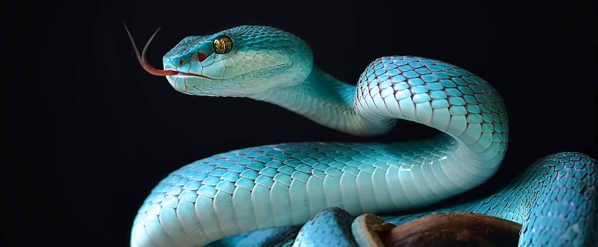 Schlangen: faszinierende Wesen © Ikhsan Yohanda/iStock/Getty Images
