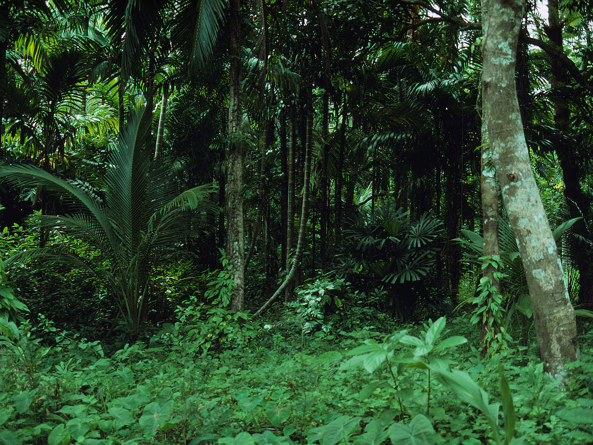 Biodiversitäts-Hotspot tropischer Regenwald © Michèle Dépraz / WWF