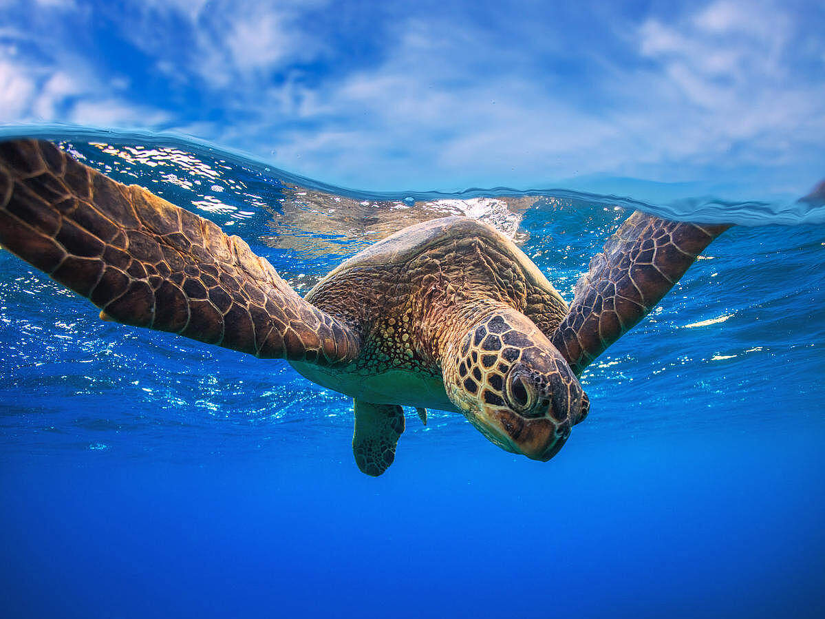 Grüne Meeresschildkröte © Shutterstock / Willyam Bradberry / WWF-Sweden