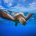 Grüne Meeresschildkröte © Shutterstock / Willyam Bradberry / WWF-Sweden