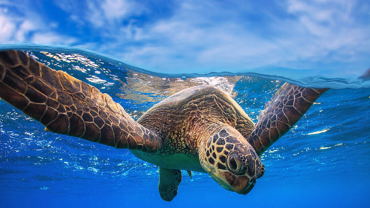 Grüne Meeresschildkröte © Shutterstock / Willyam Bradberry / WWF-Sweden