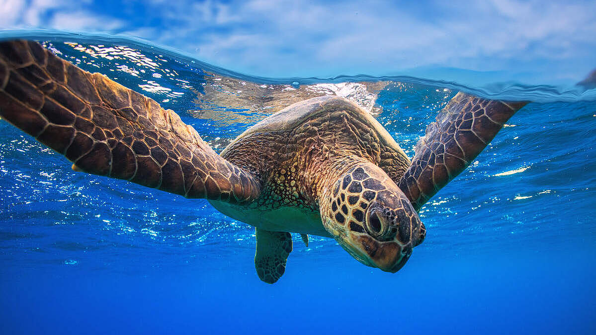 Grüne Meeresschildkröte © Shutterstock / Willyam Bradberry / WWF-Sweden