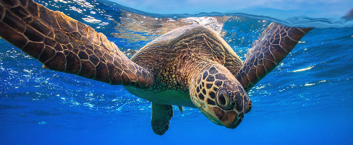 Grüne Meeresschildkröte © Shutterstock / Willyam Bradberry / WWF-Sweden