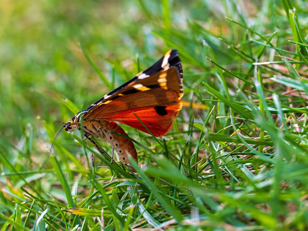 Ein Schmetterling sitzt im Grass.