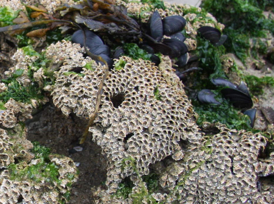 Sabrellaria-Wohnröhren (auch Sandkoralle genannt) © Katrin Wollny-Goerke