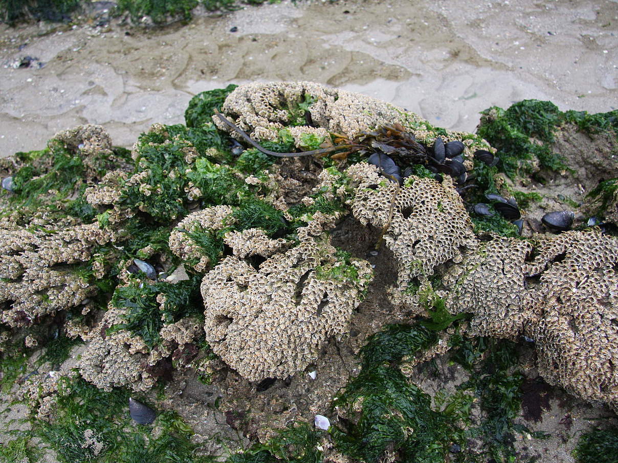Sabrellaria-Wohnröhren (auch Sandkoralle genannt) © Katrin Wollny-Goerke